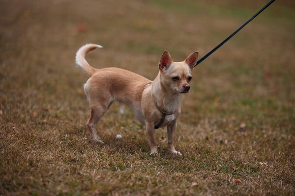 How Does UK Rugby Influence National Identity?